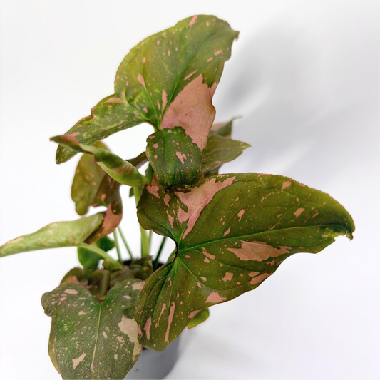 Syngonium Pink Splash - Baby
