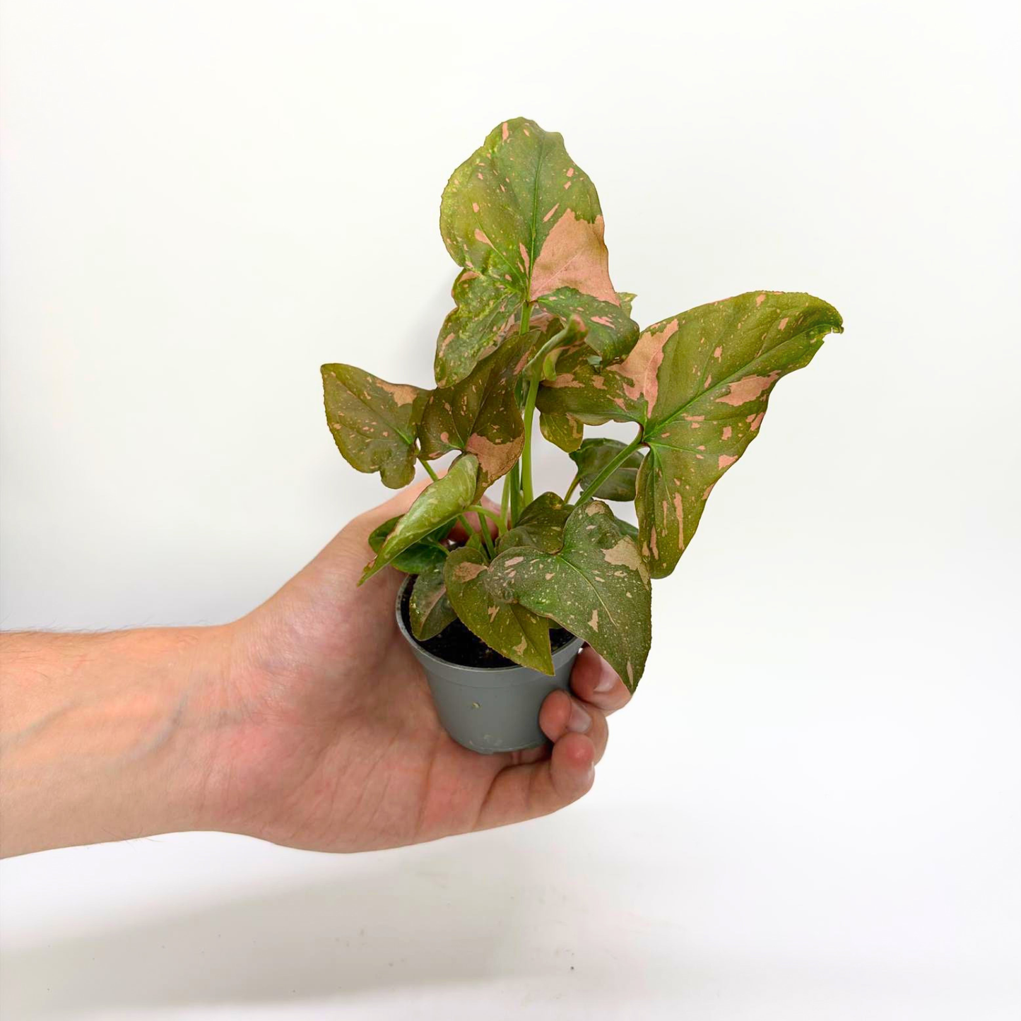 Syngonium Pink Splash - Baby