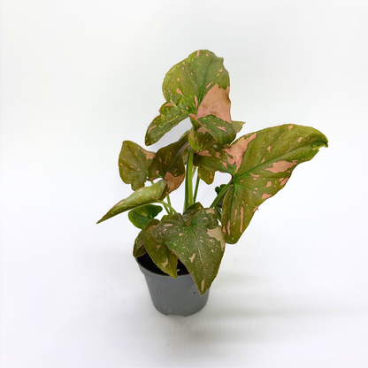 Syngonium Pink Splash - Baby