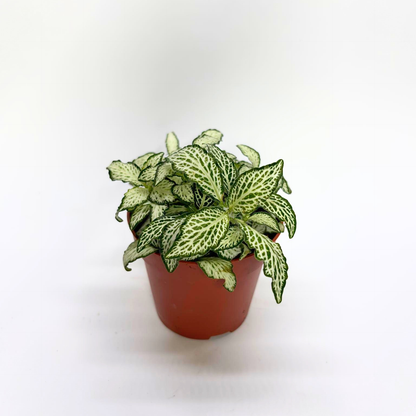 Fittonia verschaffeltii "White"