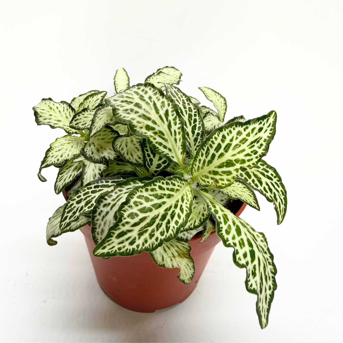 Fittonia verschaffeltii "White"