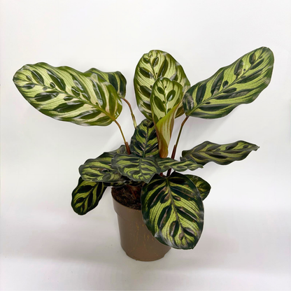 Calathea Makoyana