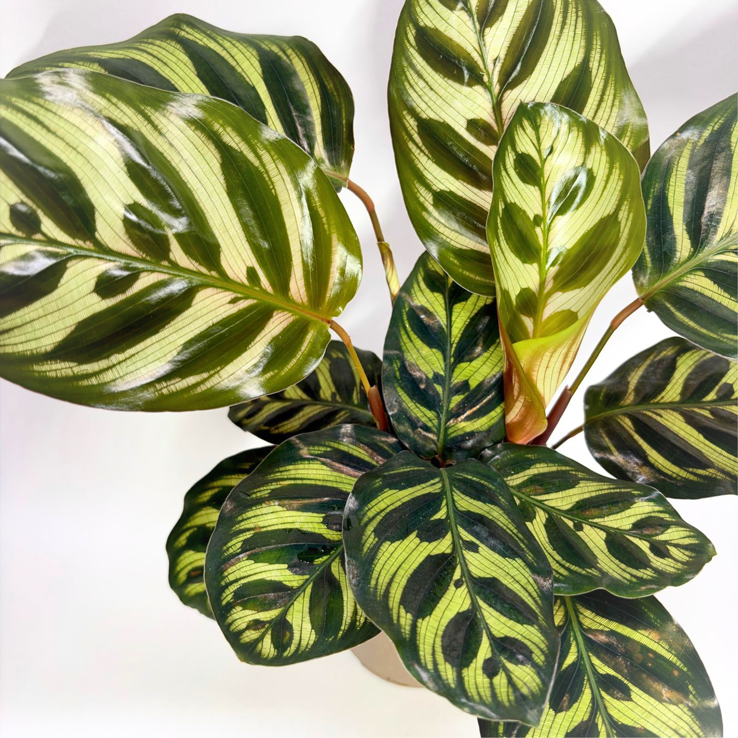 Calathea Makoyana
