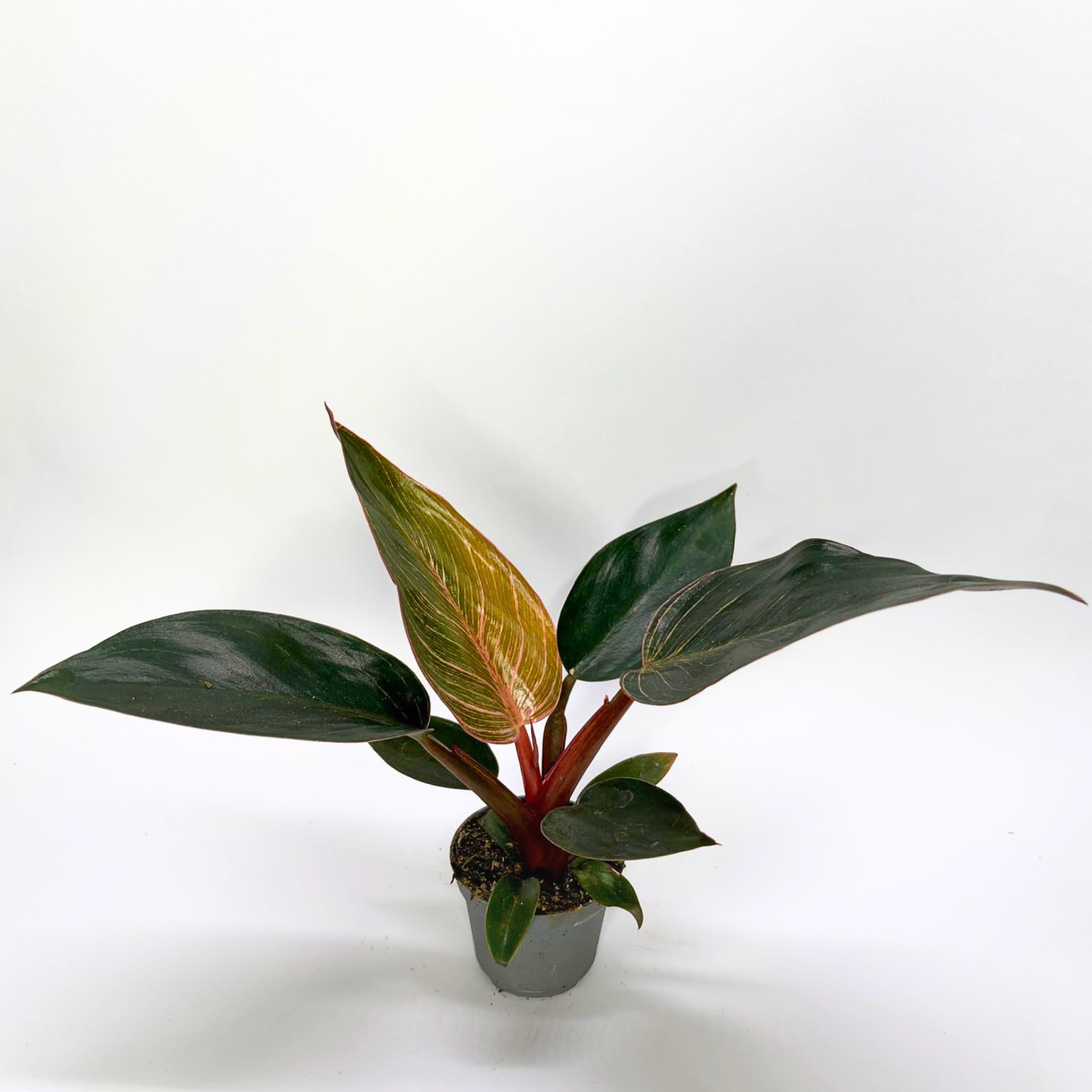 Philodendron Pink Bikini