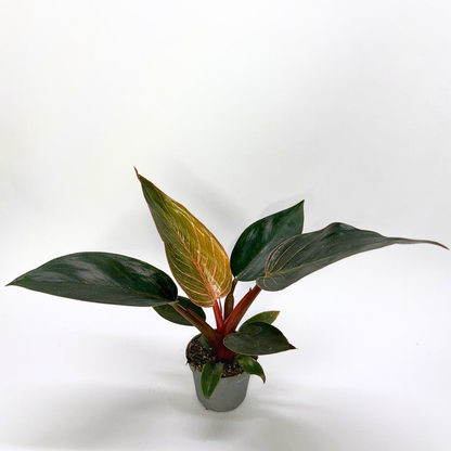 Philodendron Pink Bikini