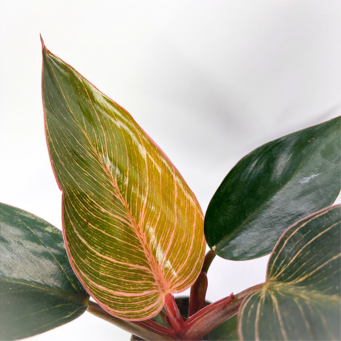 Philodendron Pink Bikini