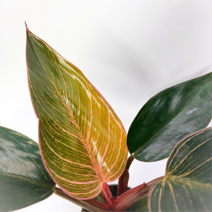Philodendron Pink Bikini