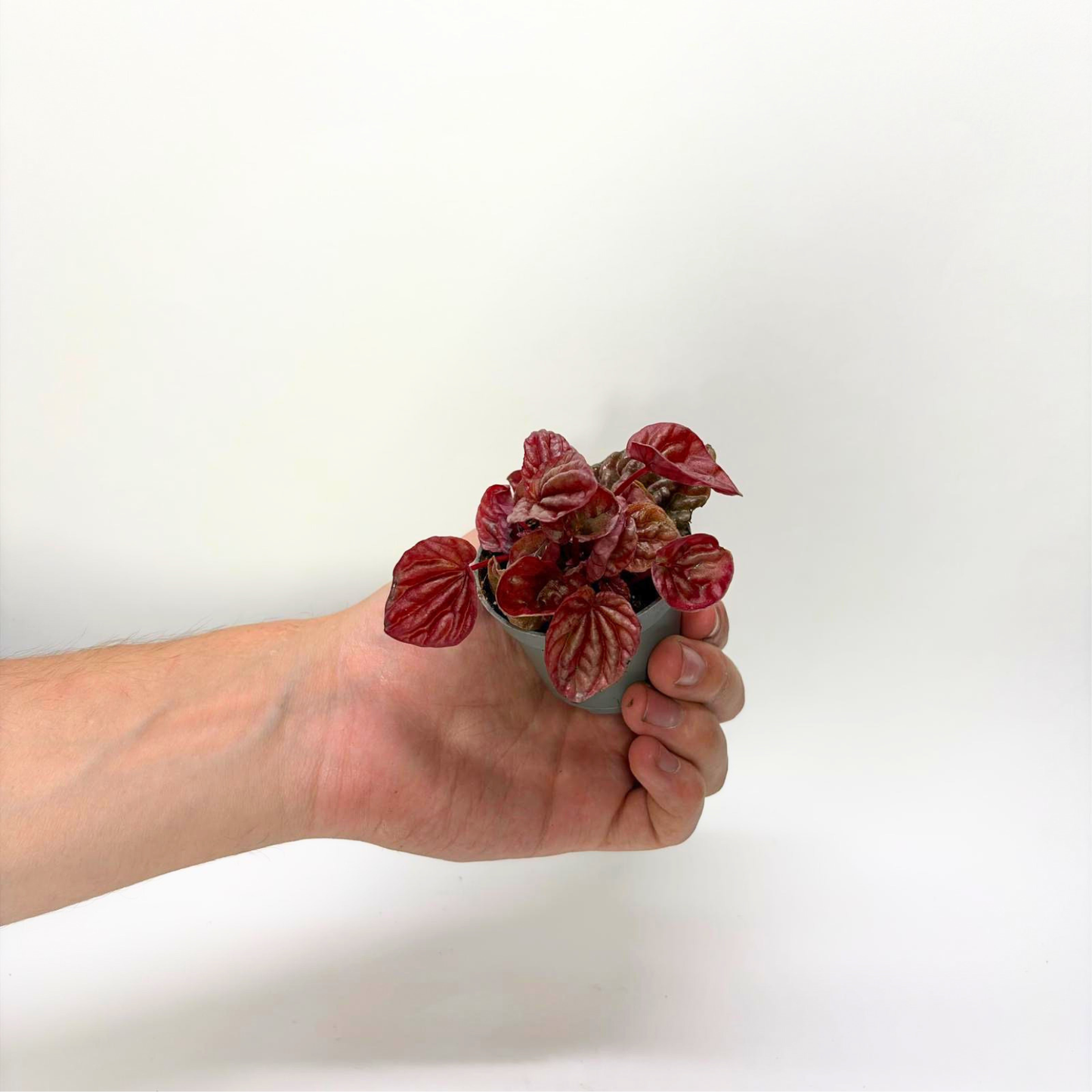 Peperomia Caperata "Quito"