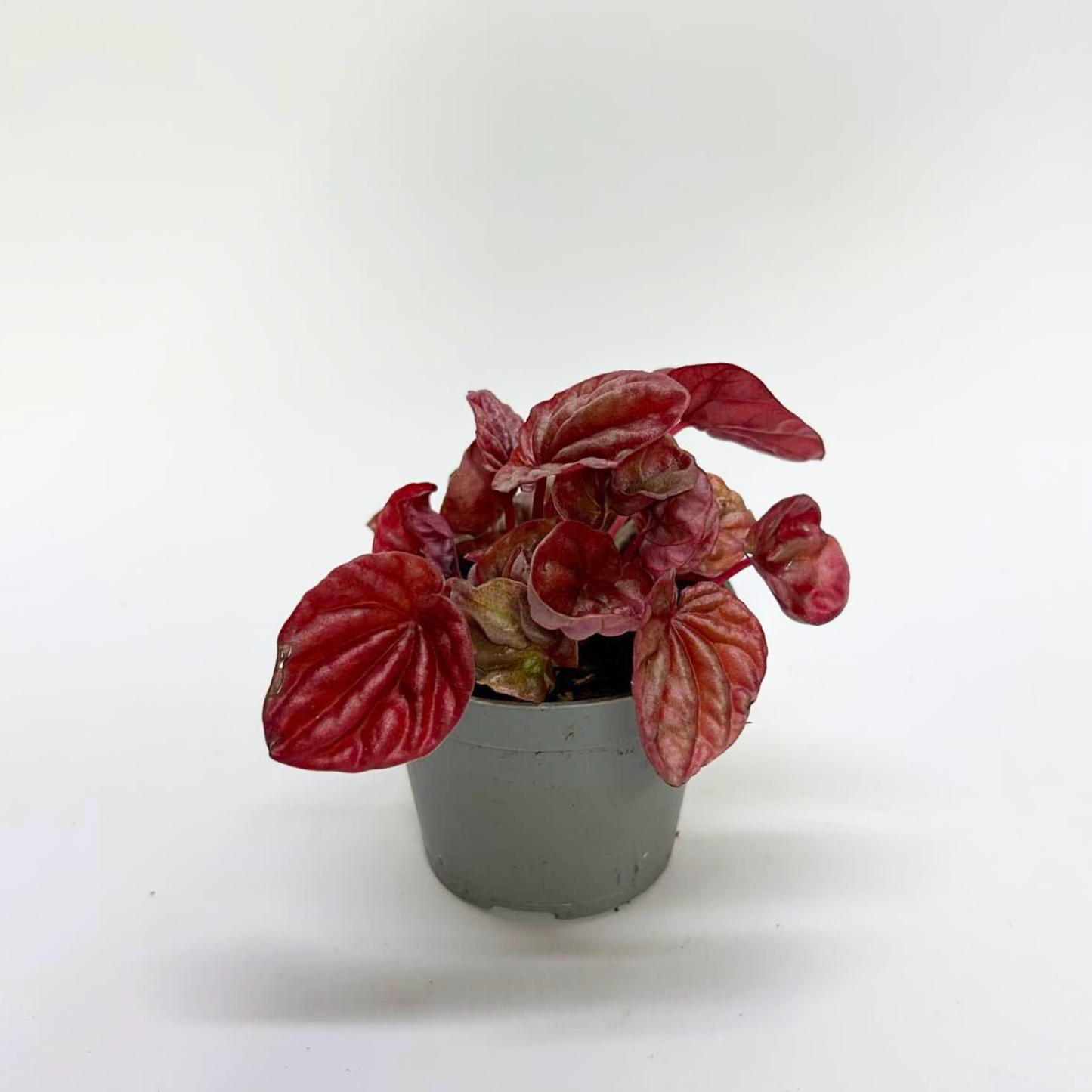 Peperomia Caperata "Quito"