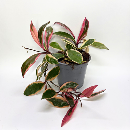 Hoya Flamingo Dream