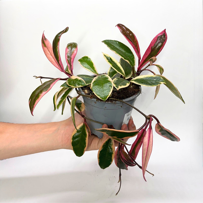 Hoya Flamingo Dream