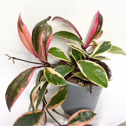 Hoya Flamingo Dream