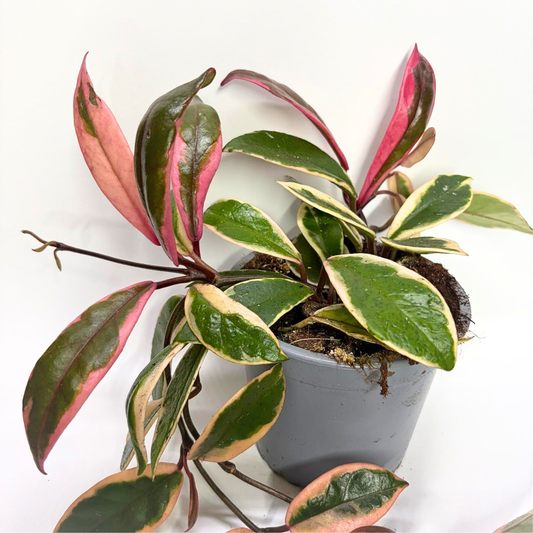 Hoya Flamingo Dream