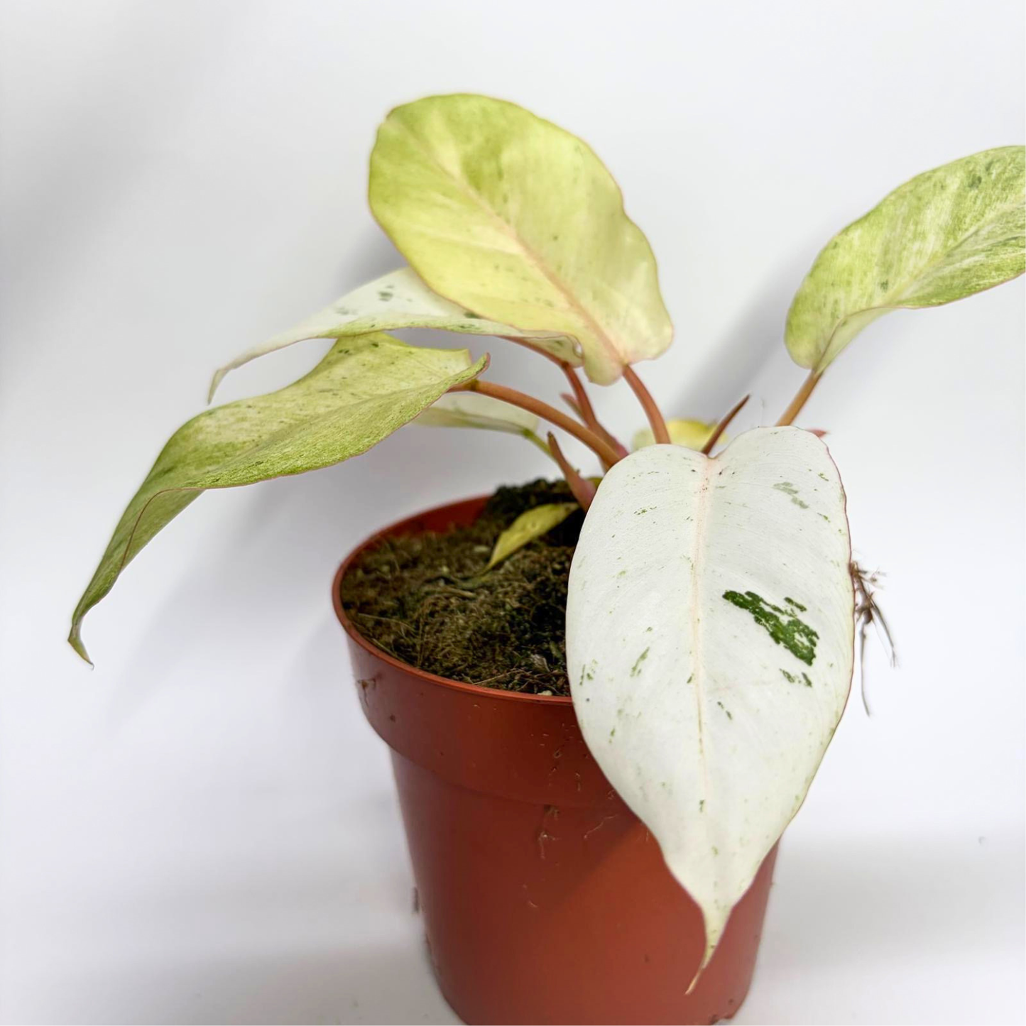 Philodendron Snowdrift