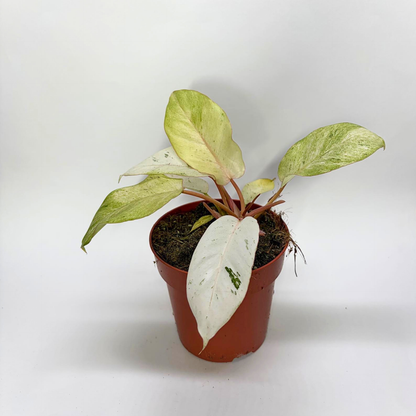 Philodendron Snowdrift