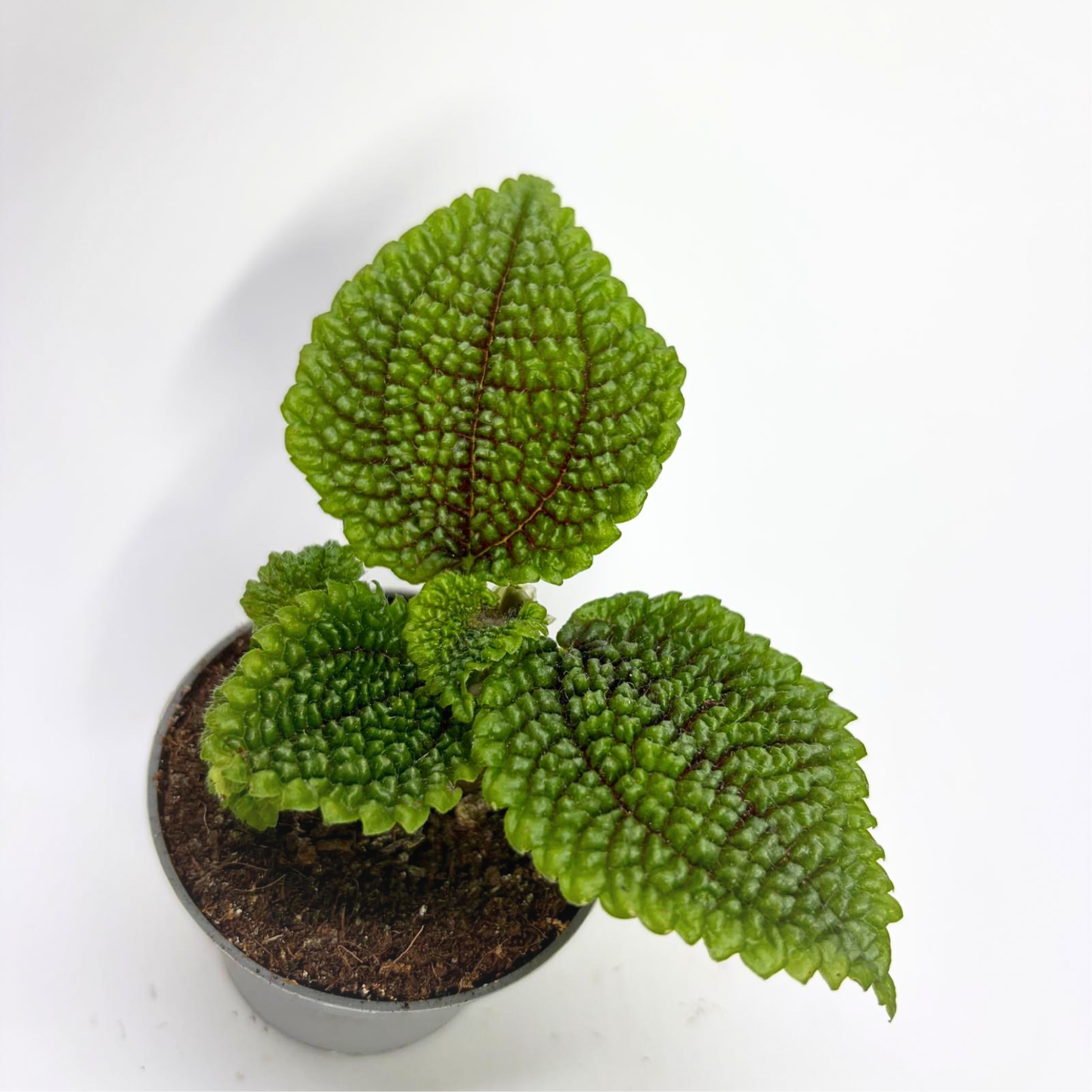 Pilea Moon Valley