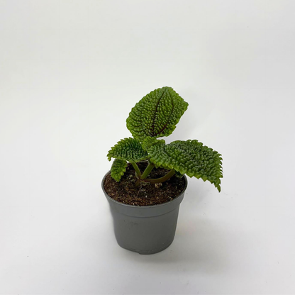 Pilea Moon Valley