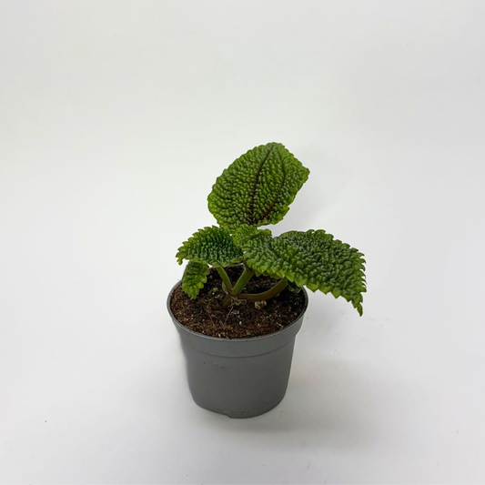 Pilea Moon Valley