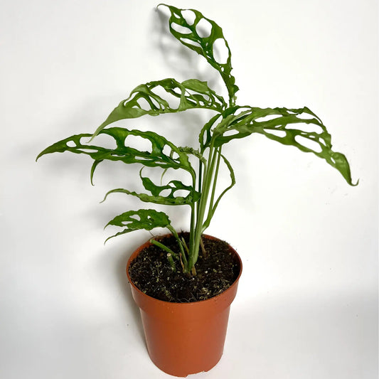 Monstera Obliqua "Peru" Havre Vert