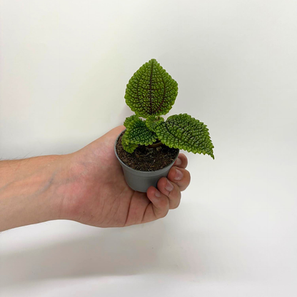 Pilea Moon Valley