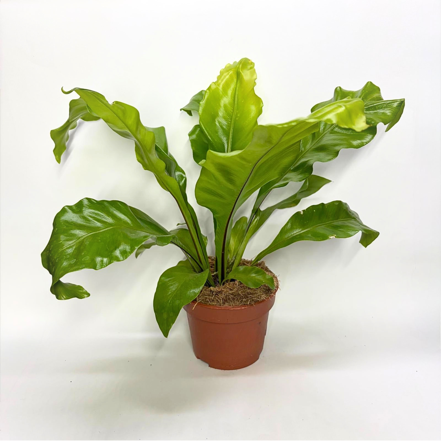 Asplenium nidus