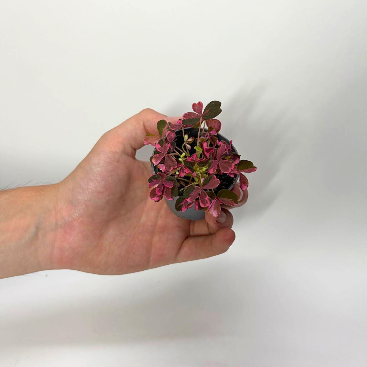 Oxalis Plum Crazy