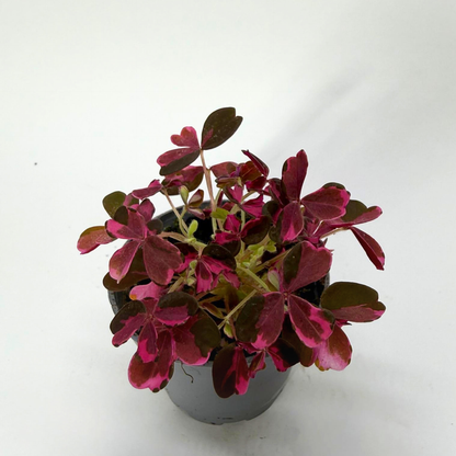 Oxalis Plum Crazy
