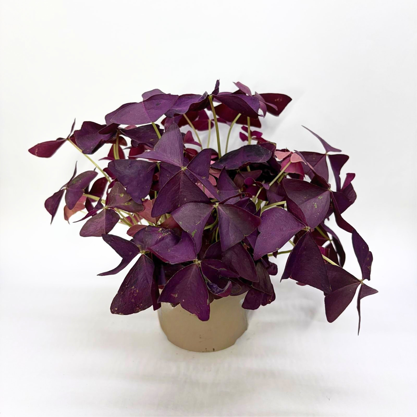 Oxalis Mijke