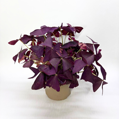 Oxalis Mijke