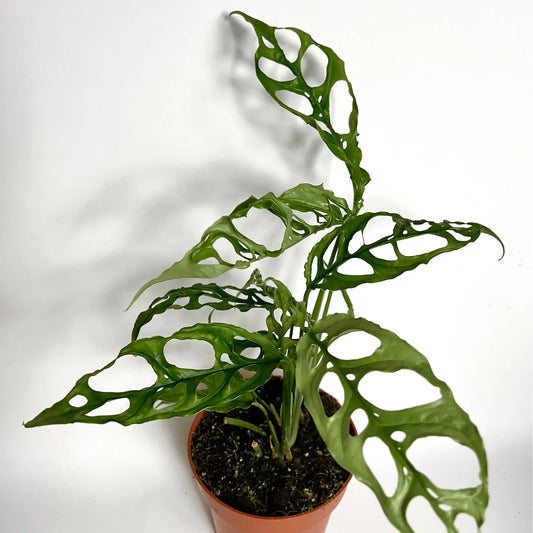 Monstera Obliqua "Peru" Havre Vert