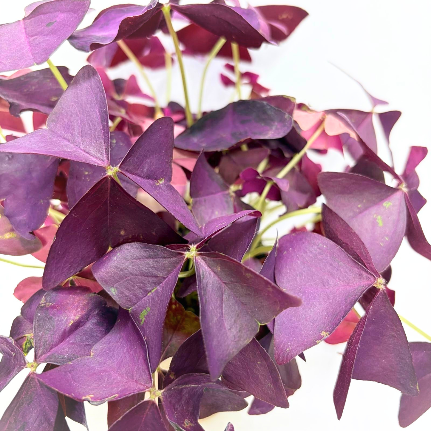 Oxalis Mijke