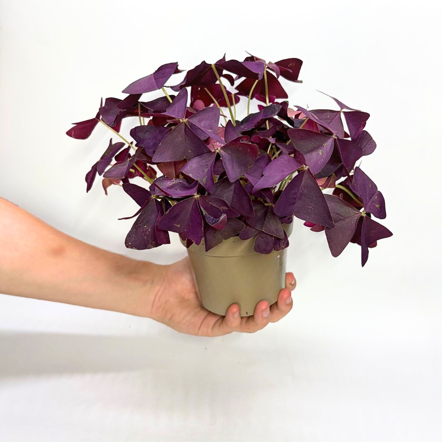 Oxalis Mijke