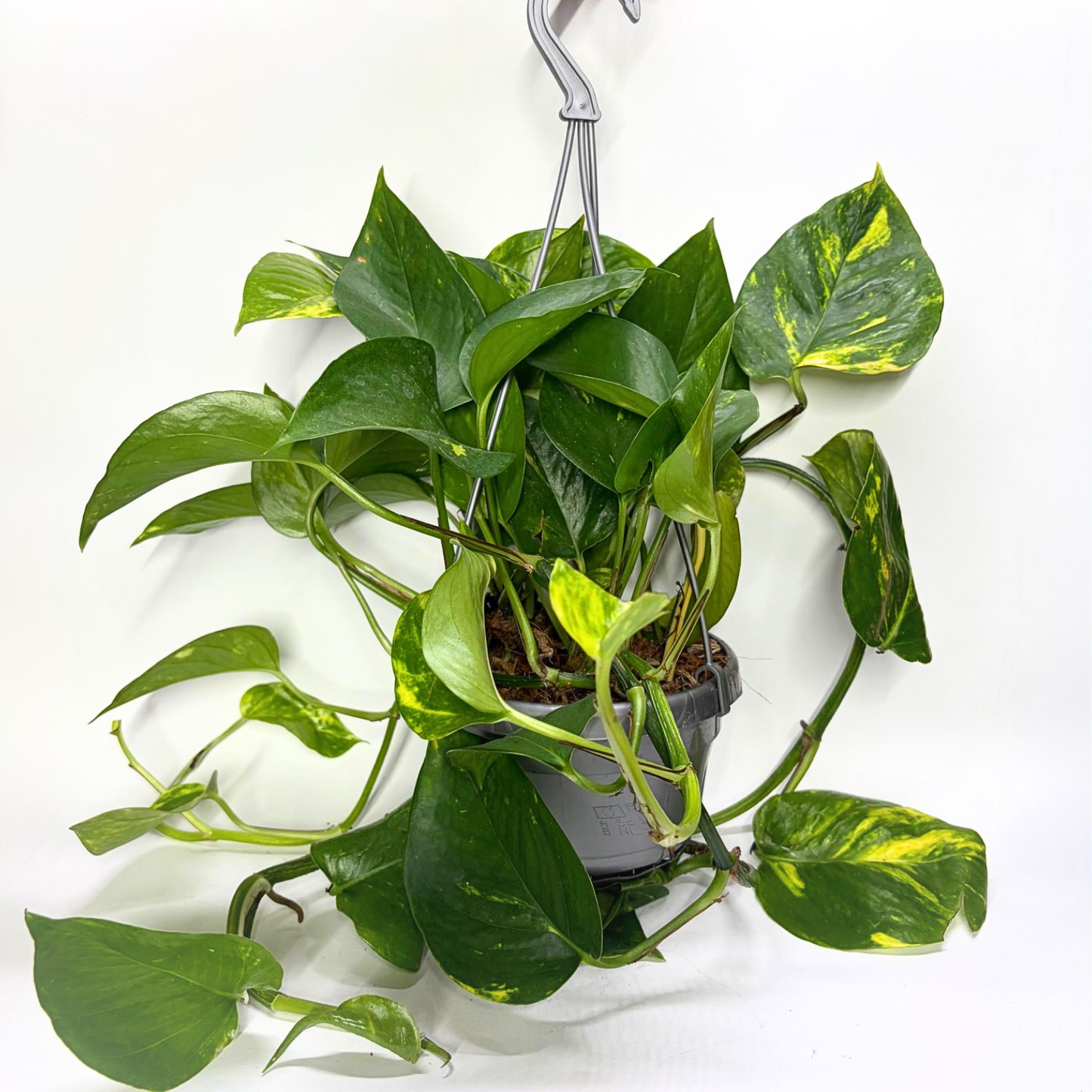 Epipremnum Pinnatum Aureum "Pothos" - Suspension
