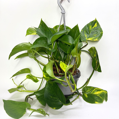 Epipremnum Pinnatum Aureum "Pothos" - Suspension