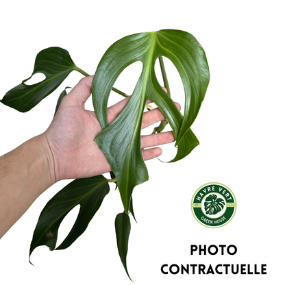 Monstera Burle Marx Flame N°1