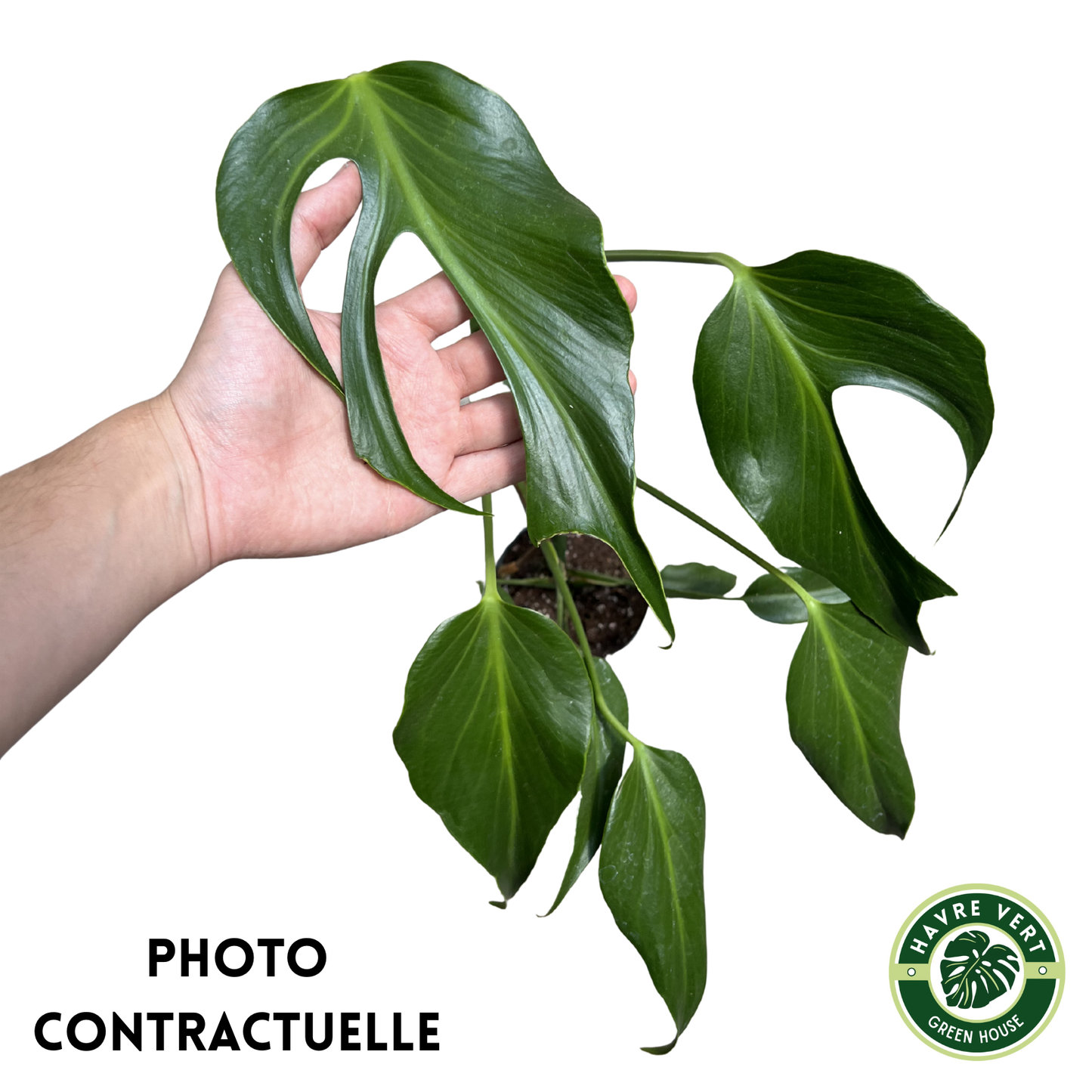 Monstera Burle Marx Flame N°2