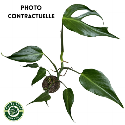 Monstera Burle Marx Flame N°3