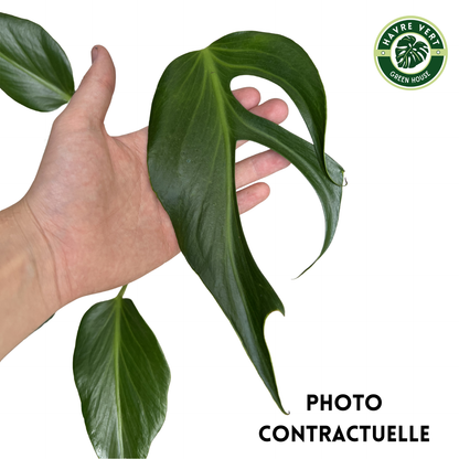 Monstera Burle Marx Flame N°3