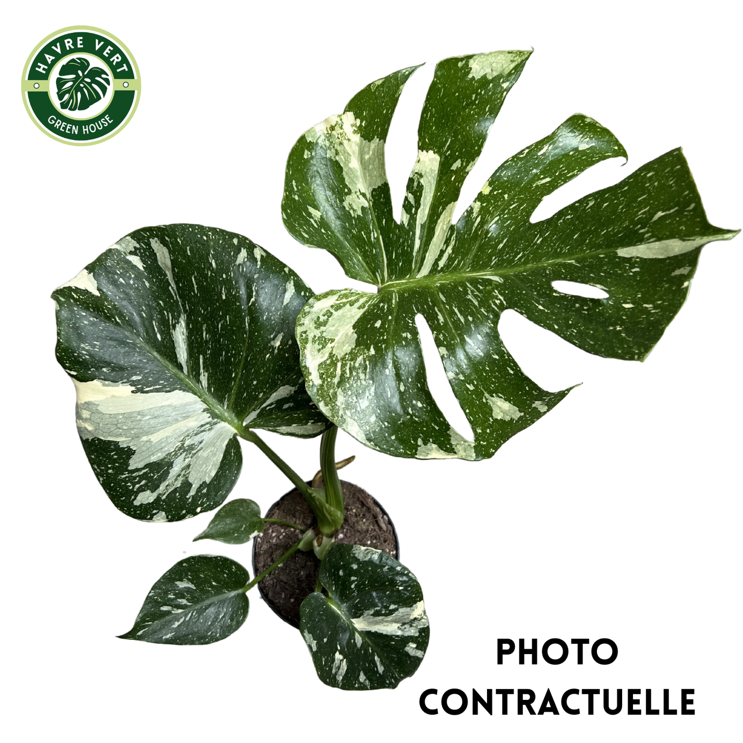 Monstera Deliciosa Thaï Constellation N°1