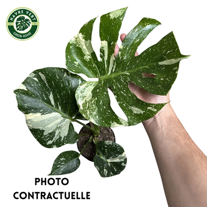 Monstera Deliciosa Thaï Constellation N°1