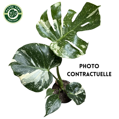 Monstera Deliciosa Thaï Constellation N°1