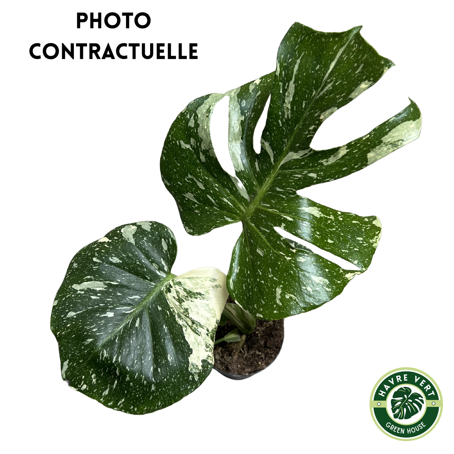 Monstera Deliciosa Thaï Constellation N°2