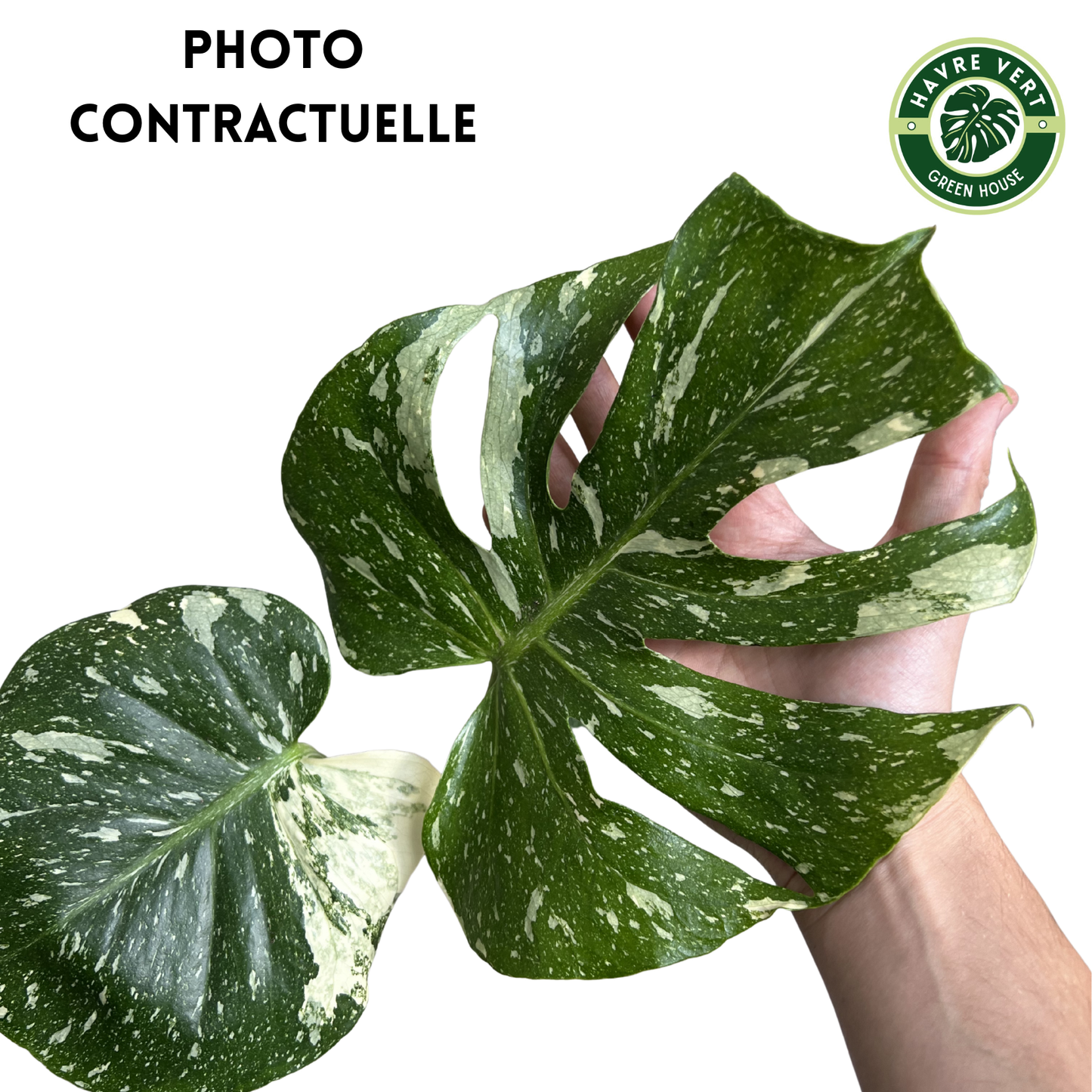 Monstera Deliciosa Thaï Constellation N°2