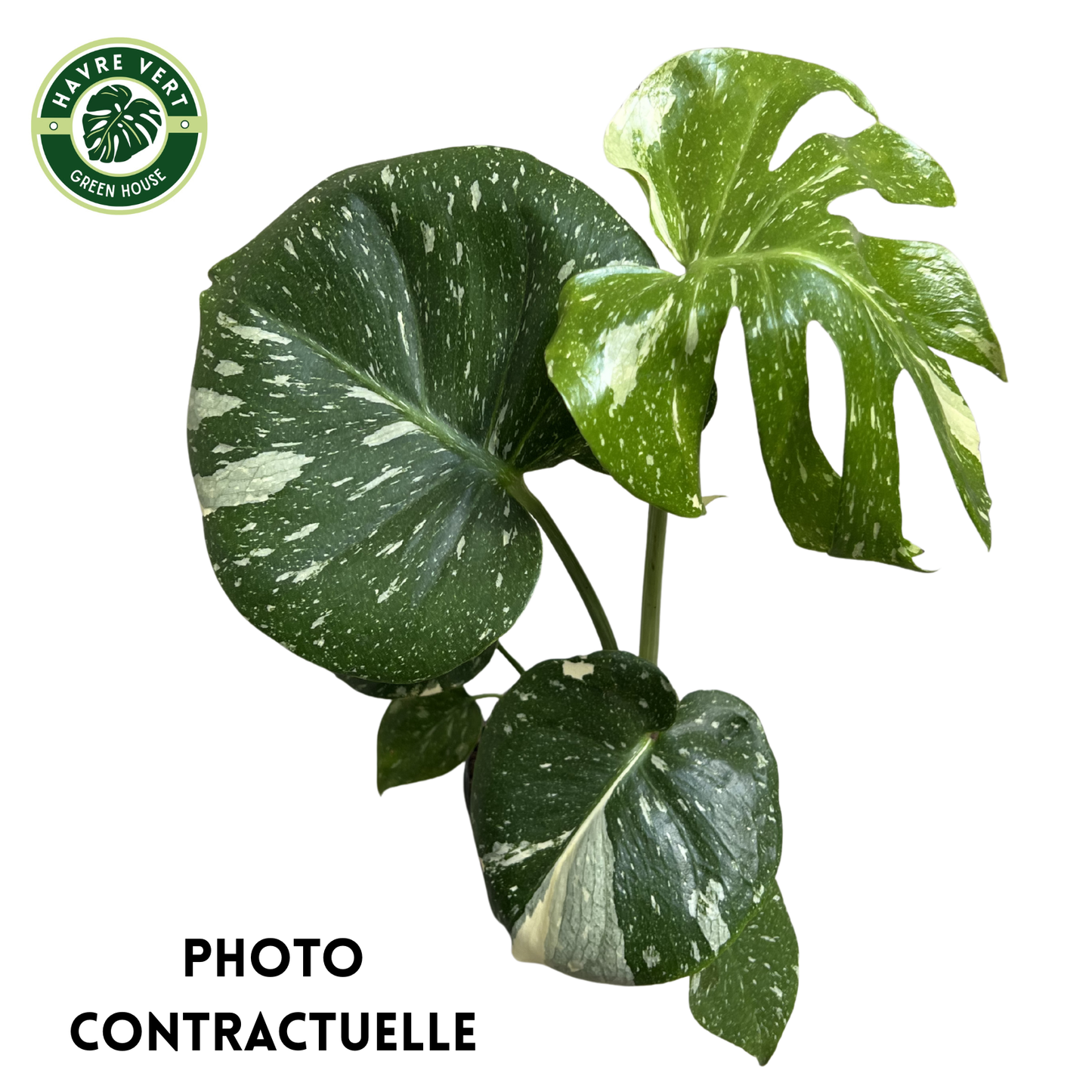 Monstera Deliciosa Thaï Constellation N°3