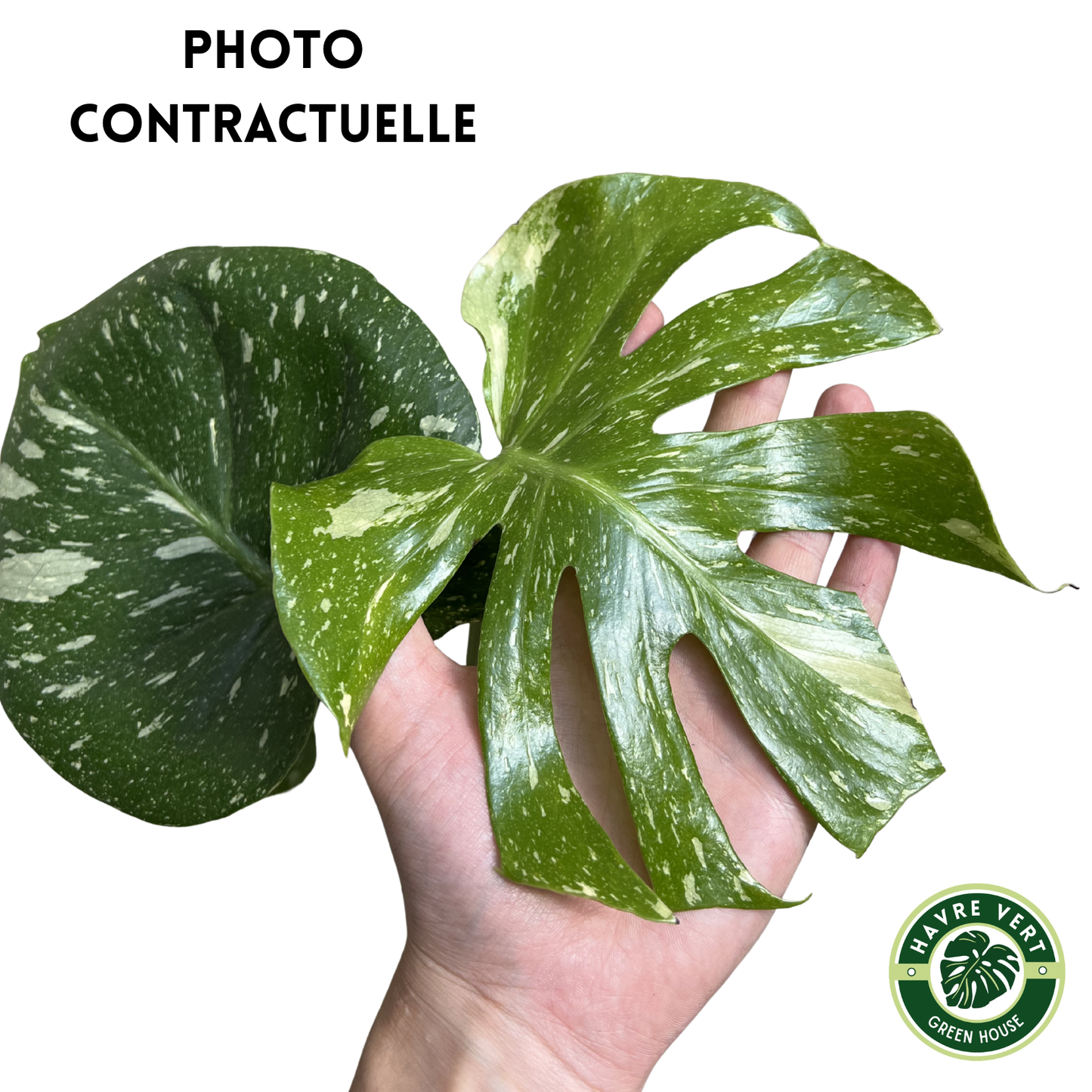 Monstera Deliciosa Thaï Constellation N°3
