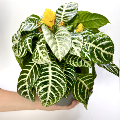 Aphelandra squarrosa