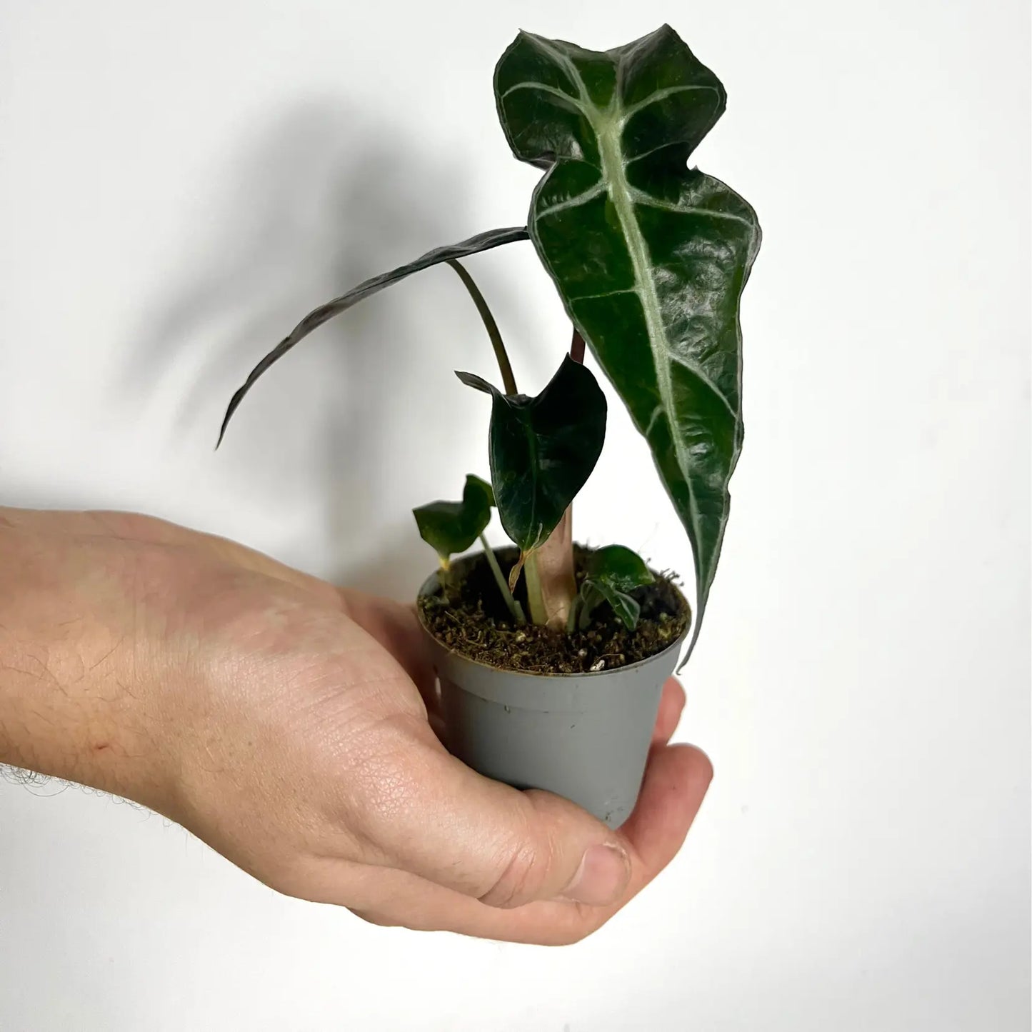 Alocasia Amazonica - Baby Havre Vert