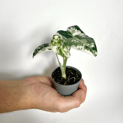 Alocasia Frydek Variegata - Baby Havre Vert