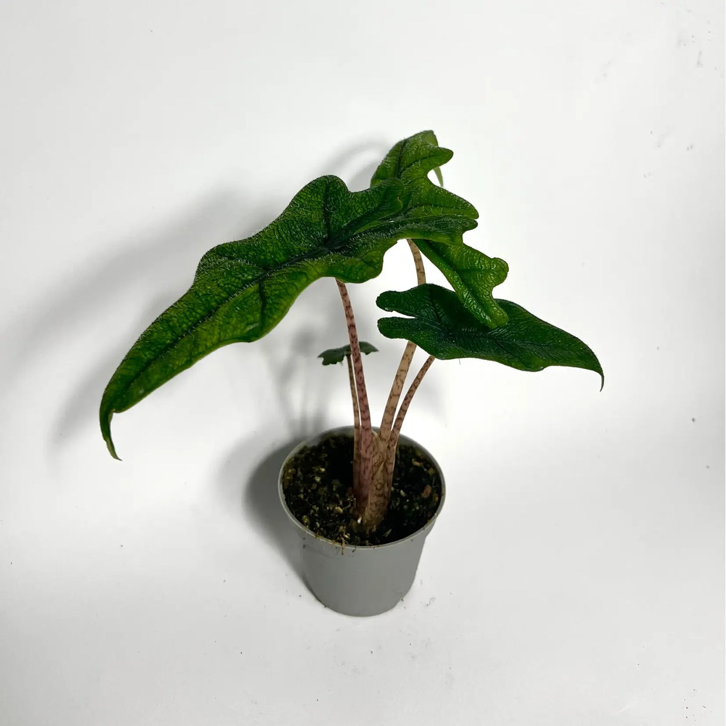 Alocasia Jacklyn - Baby Havre Vert