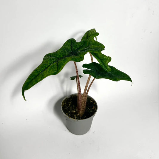 Alocasia Jacklyn - Baby Havre Vert